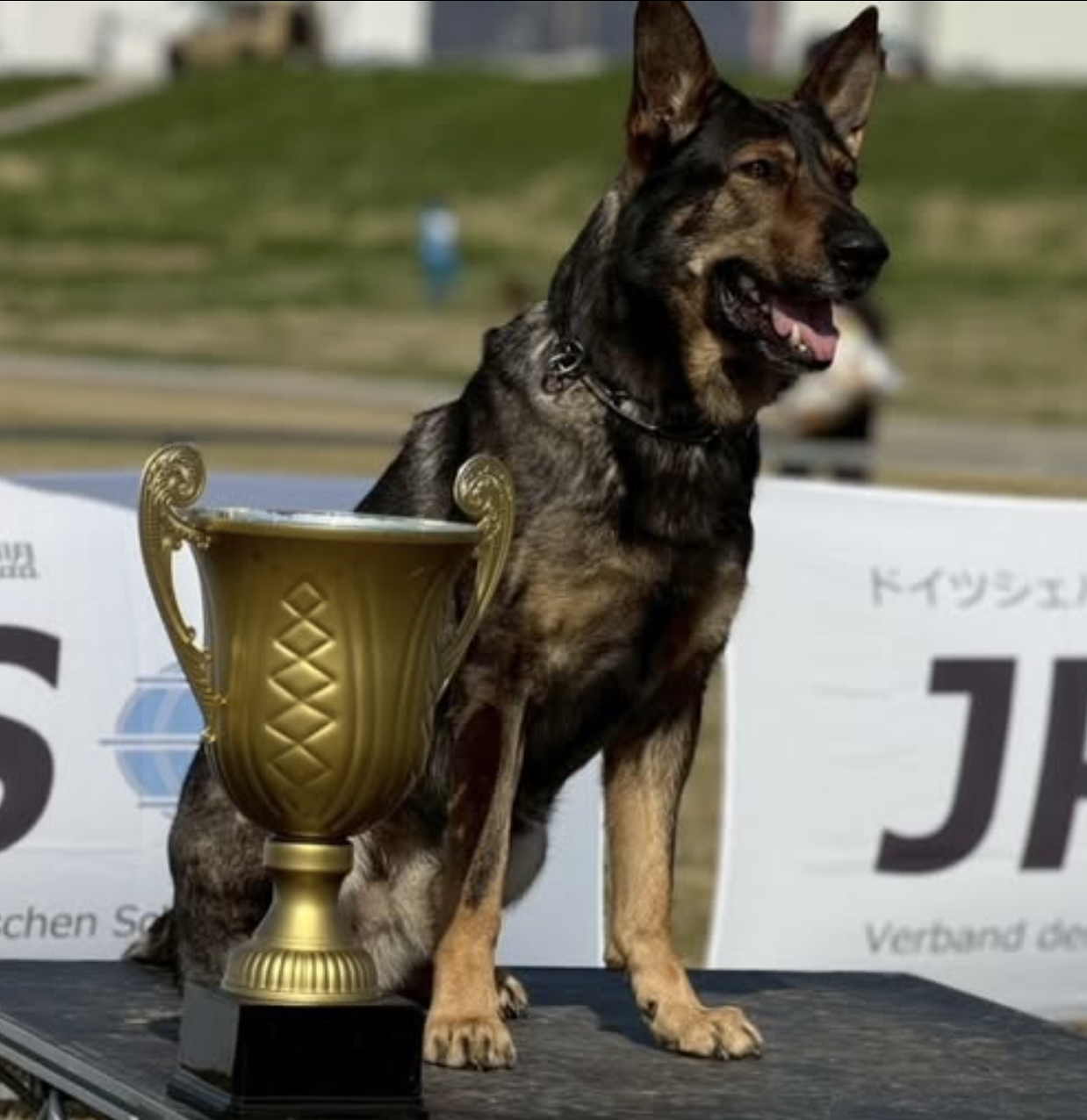 犬とトロフィー