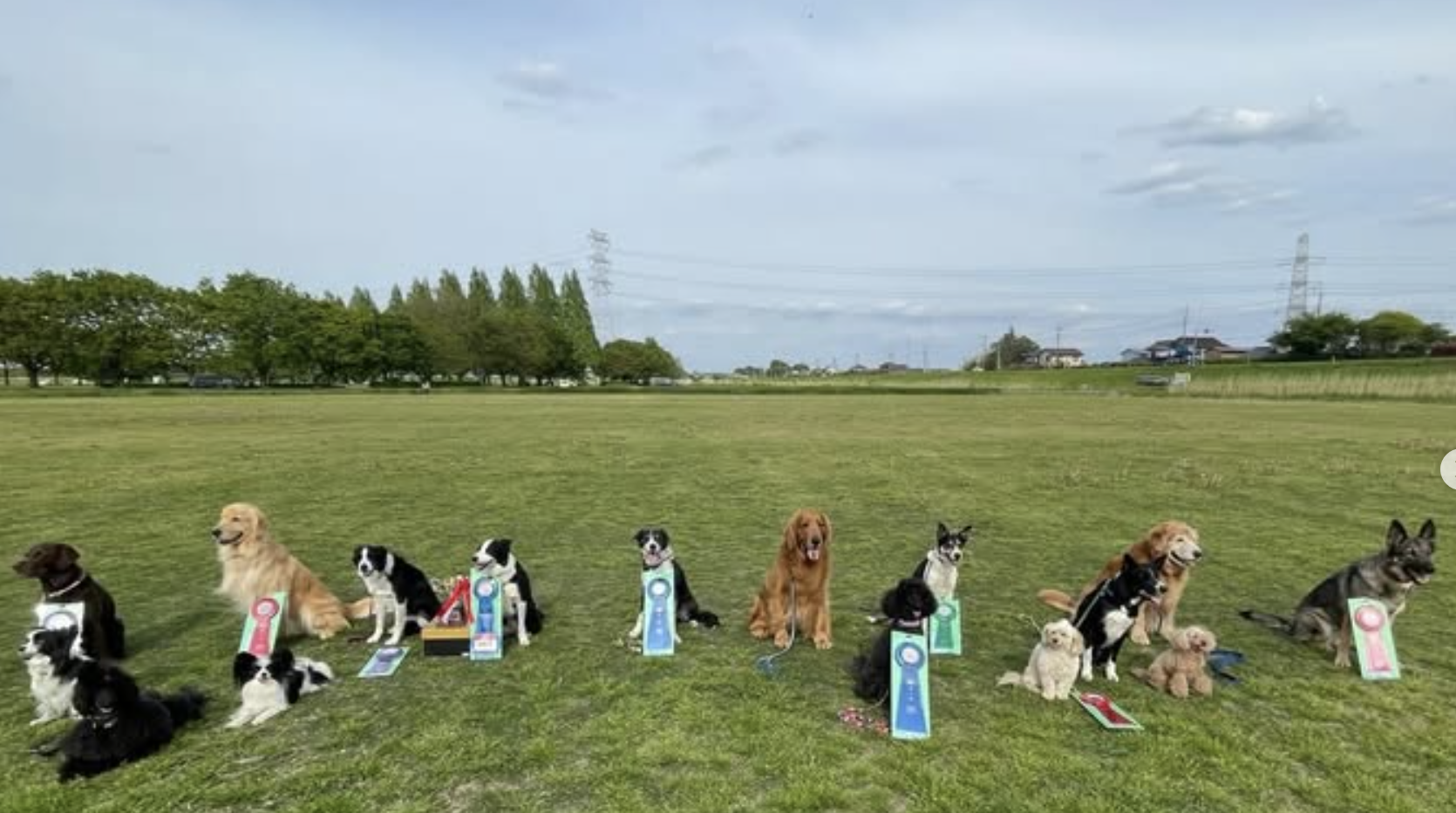 犬たちの集合写真